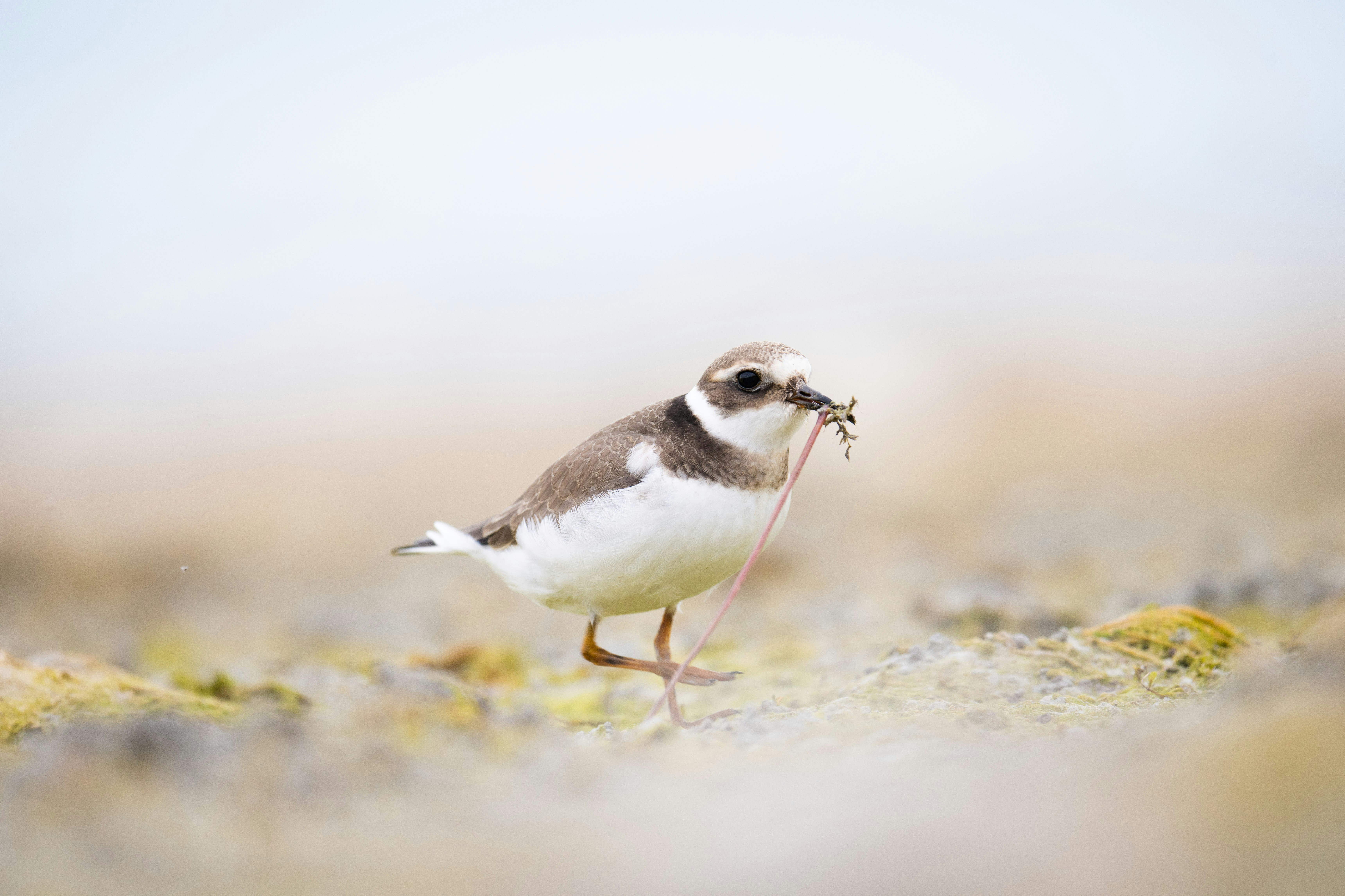 Photo by pierangelo_bettoni