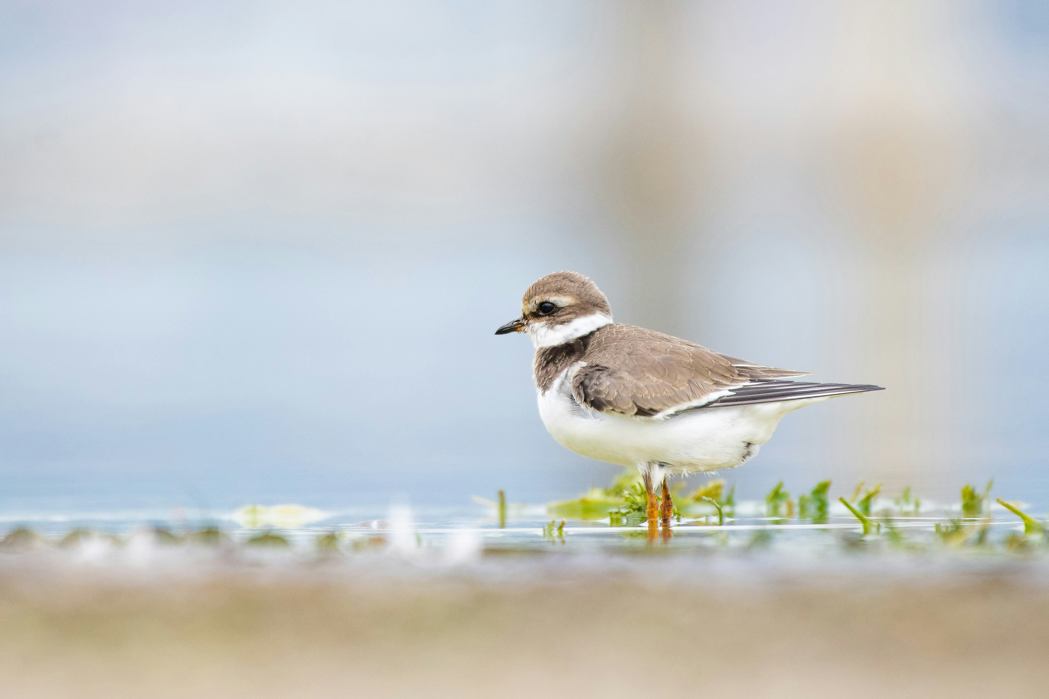 Photo by pierangelo_bettoni