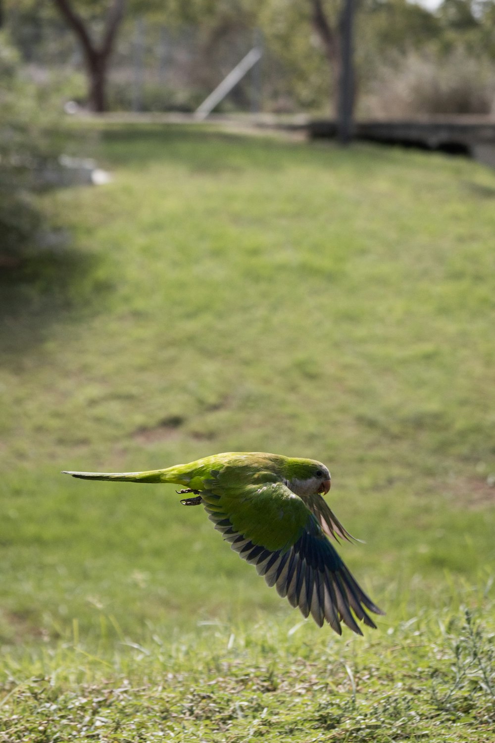 a green bird flying over a lush green field