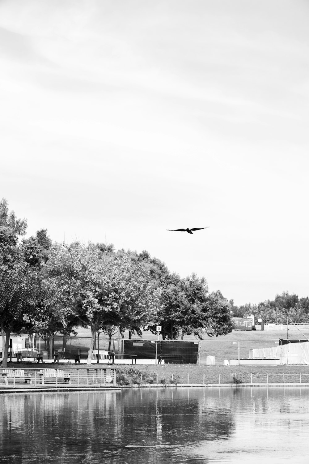 a black and white photo of a bird flying over a lake