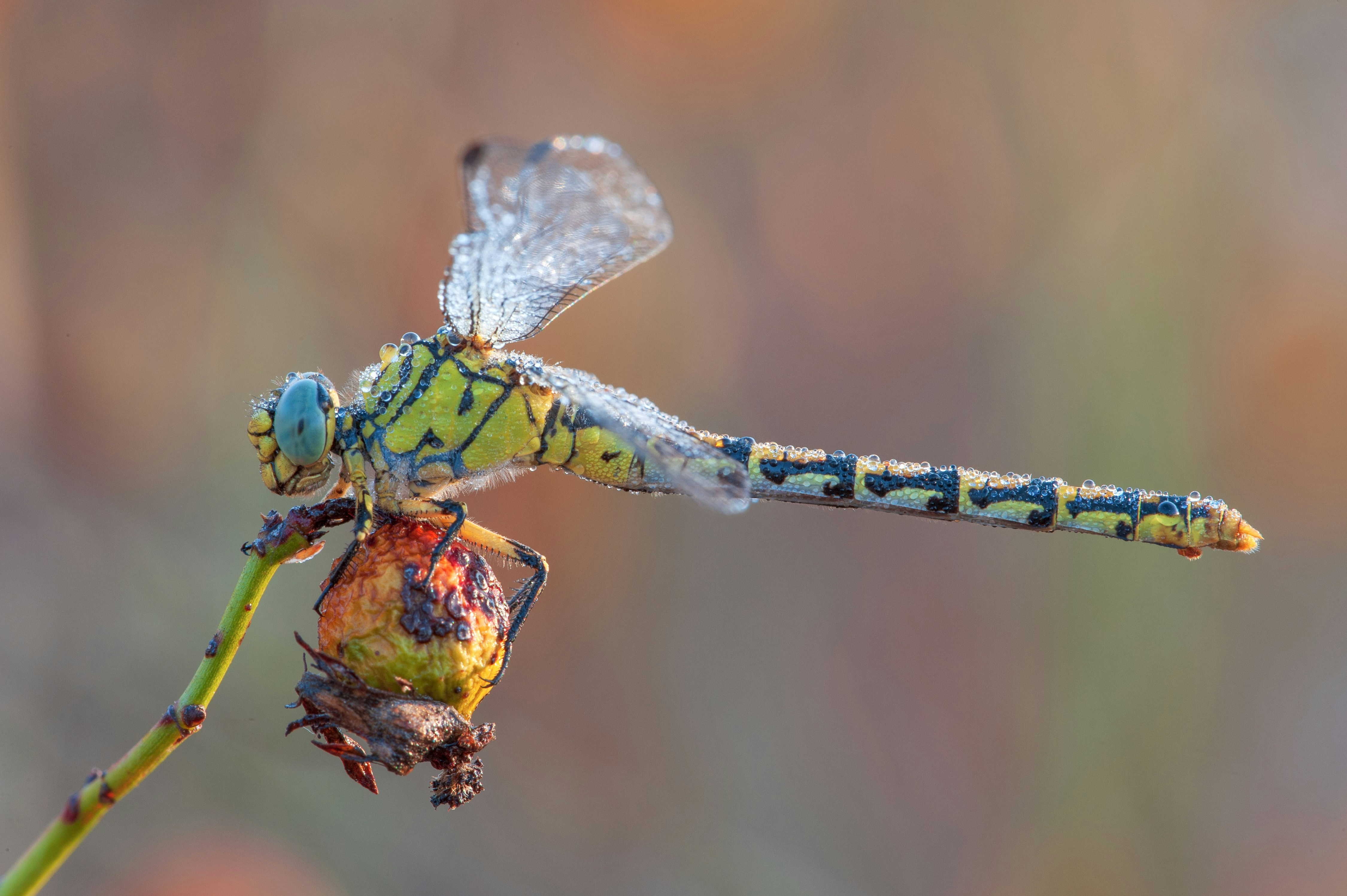 Photo by pierangelo_bettoni