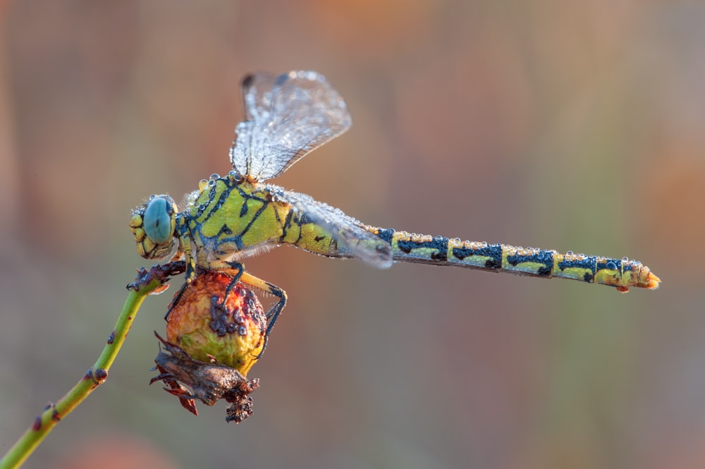 a blue and yellow dragonfly sitting on top of a flower