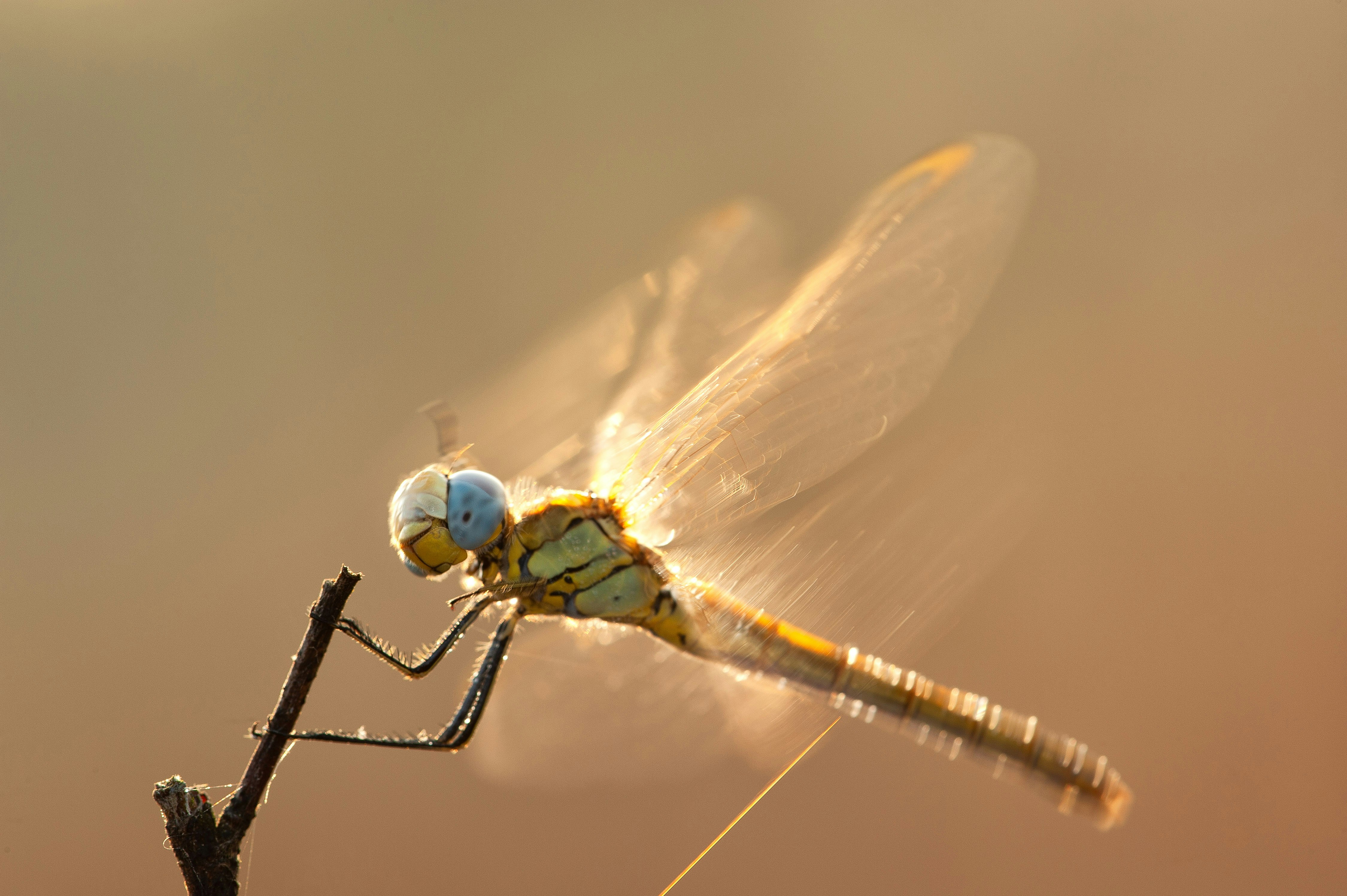 Photo by pierangelo_bettoni