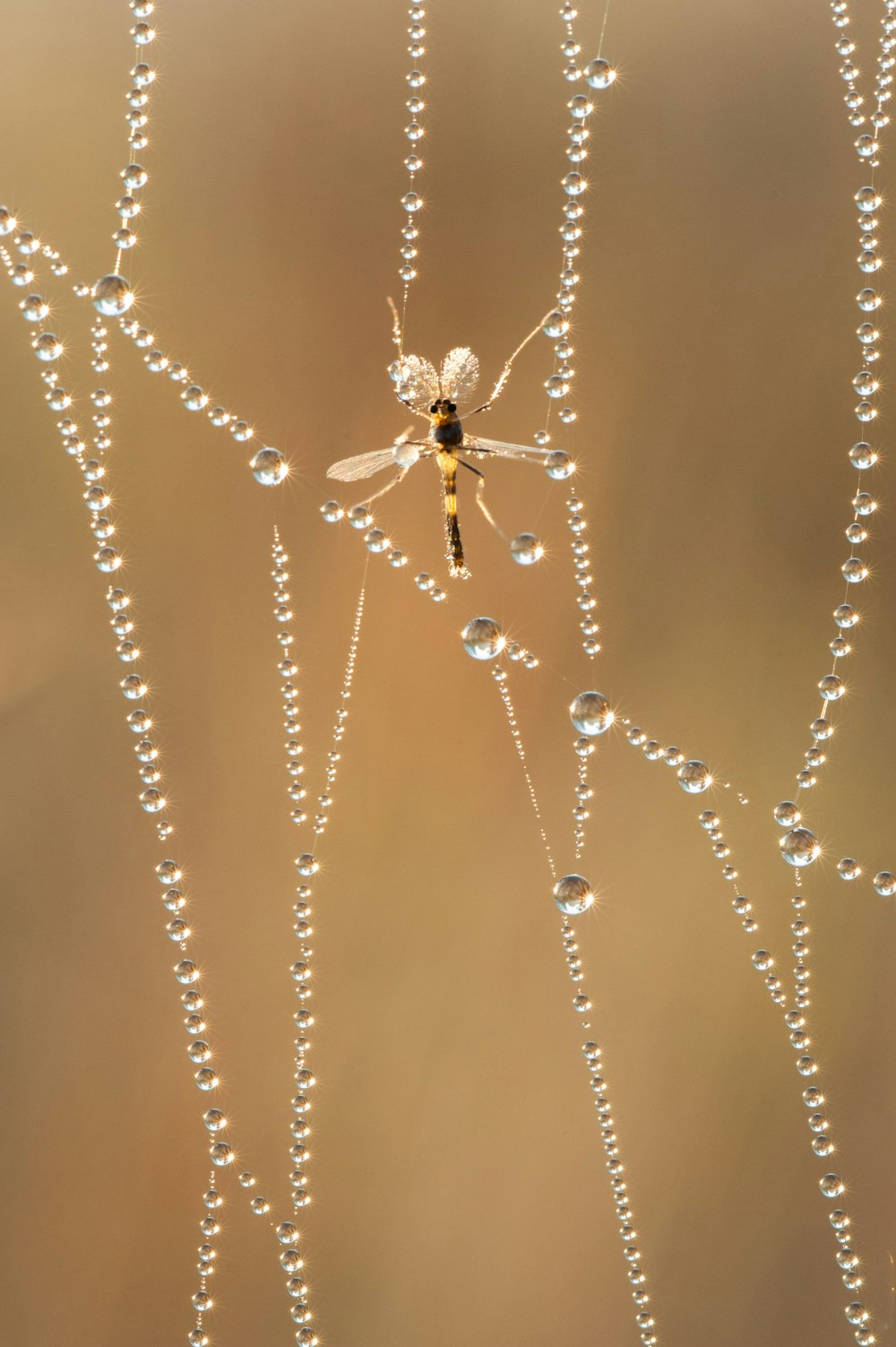 a spider sitting on top of a dew covered plant