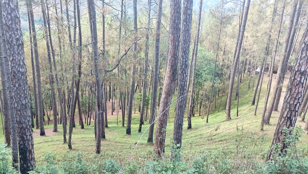 a forest filled with lots of tall trees