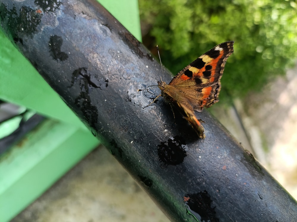 a butterfly sitting on top of a tree branch