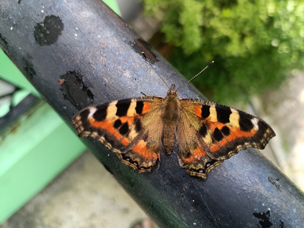 a close up of a butterfly on a branch