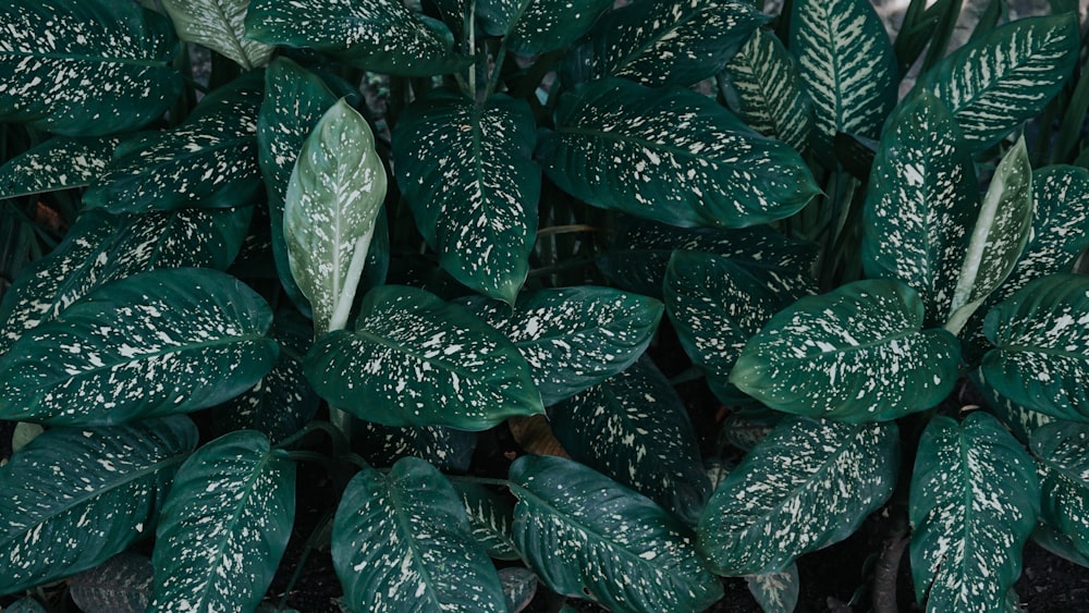 a close up of a green and white plant