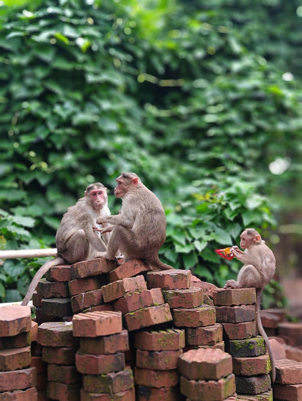a group of monkeys sitting on top of a pile of bricks