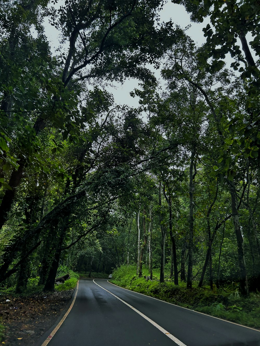 an empty road in the middle of a forest