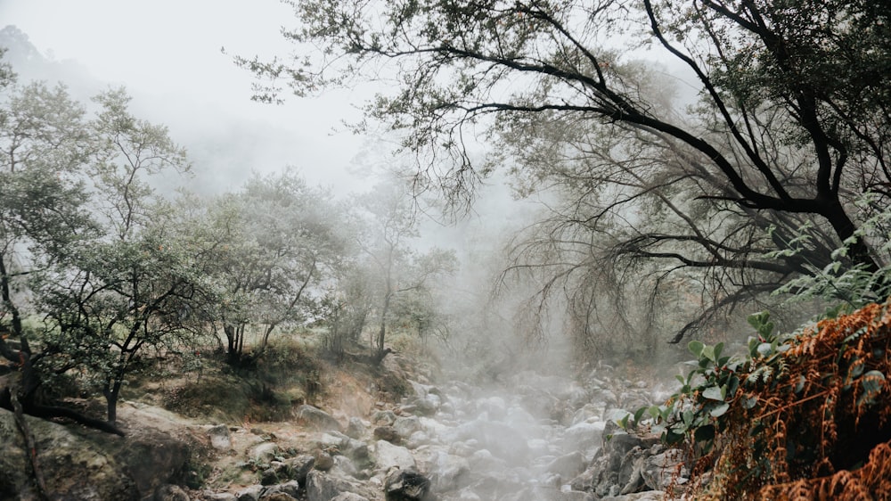 um riacho que atravessa uma floresta cheia de árvores