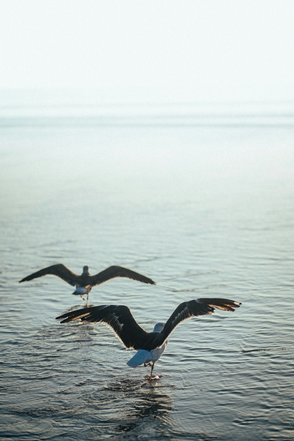 a couple of seagulls flying over a body of water