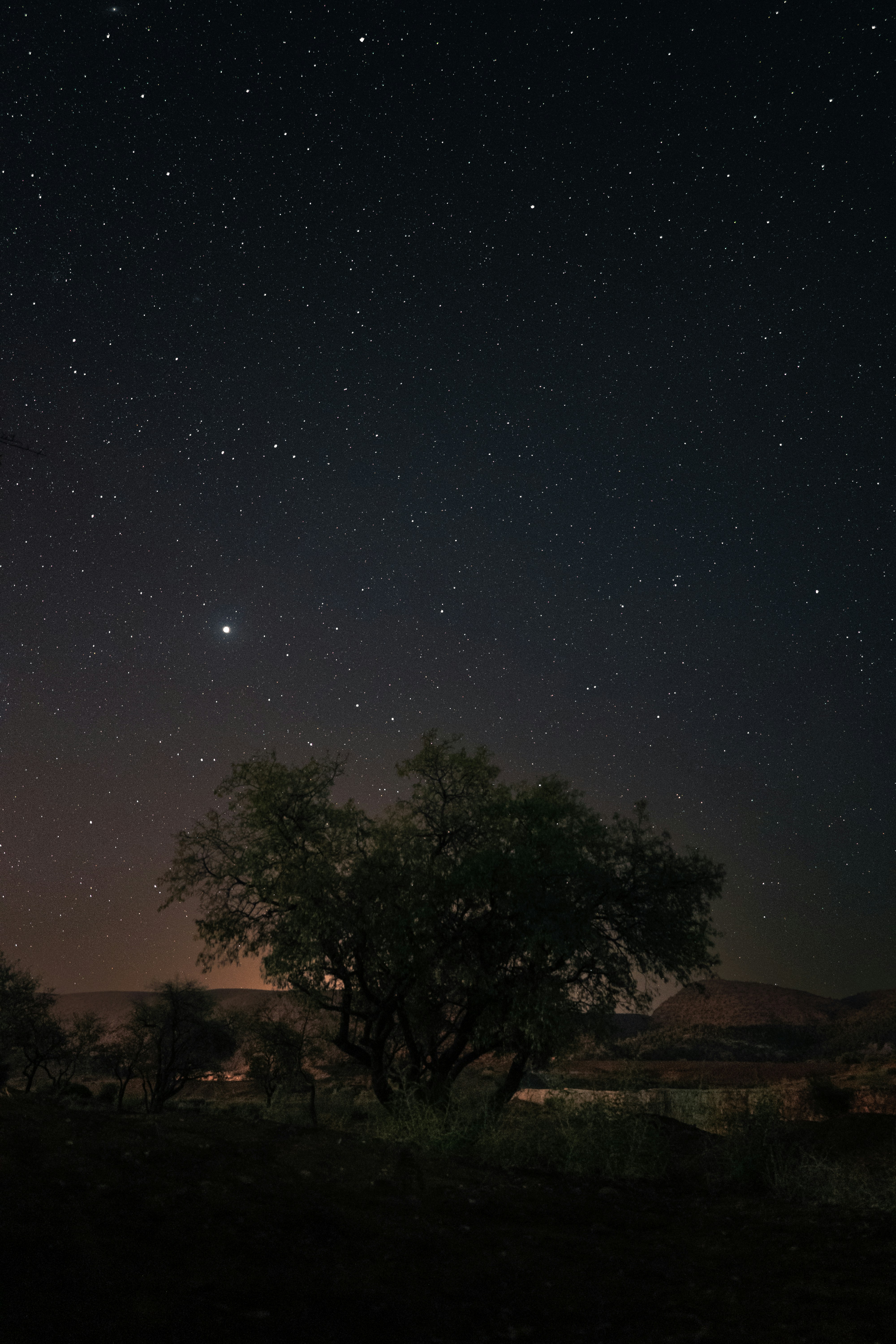 the night sky with stars above a tree