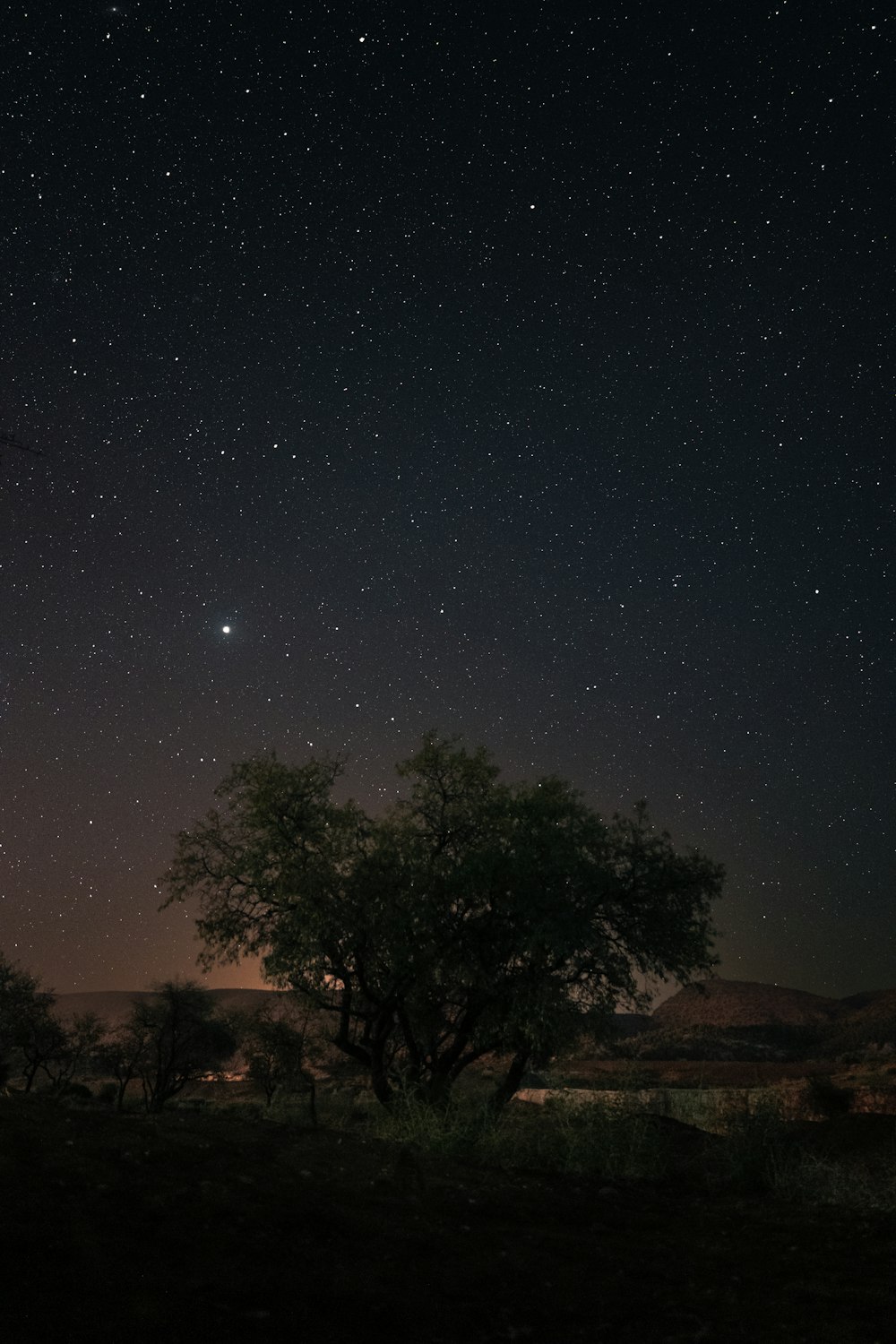 the night sky with stars above a tree