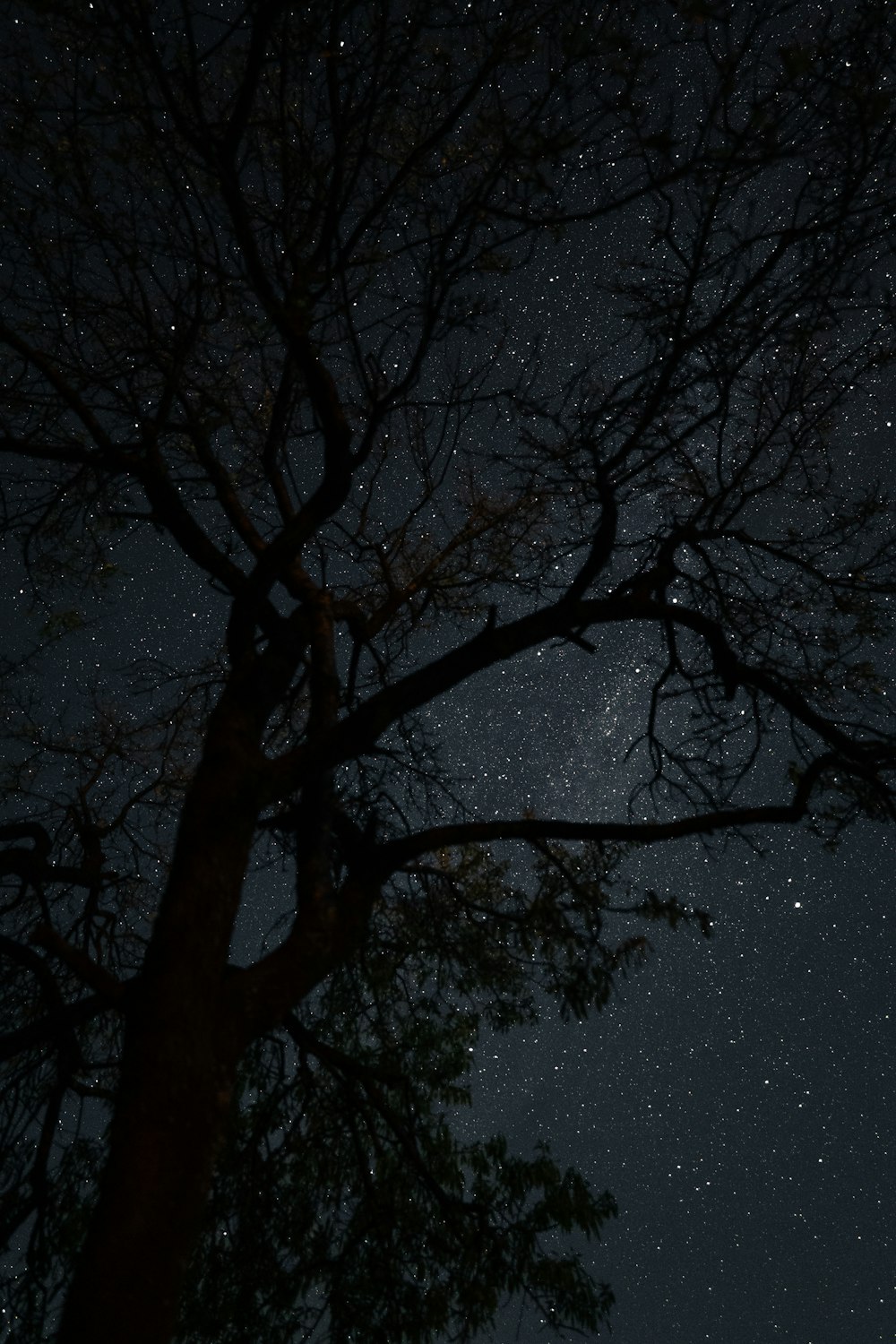 el cielo nocturno con estrellas sobre un árbol
