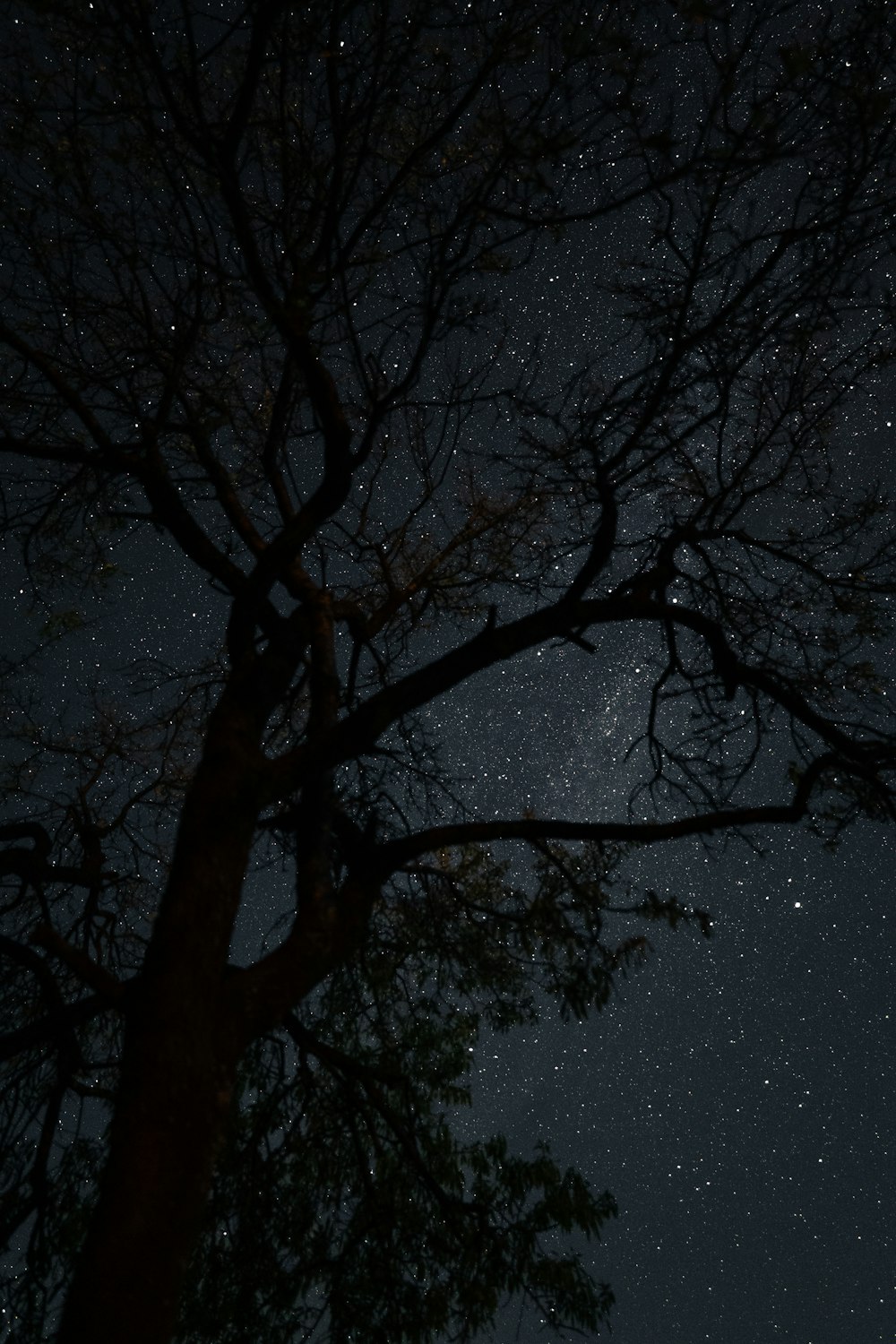 the night sky with stars above a tree