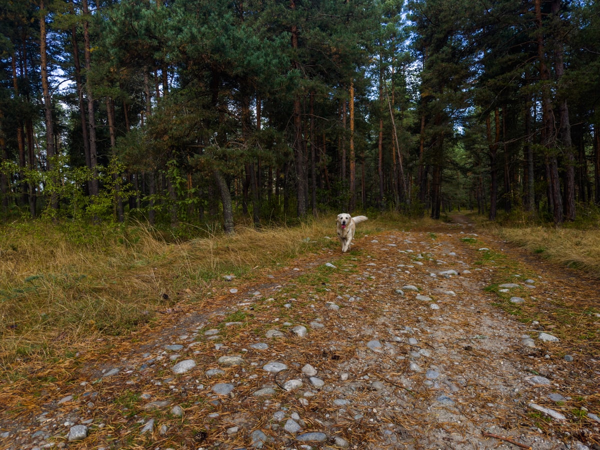 Large dog walking down a forest trail path