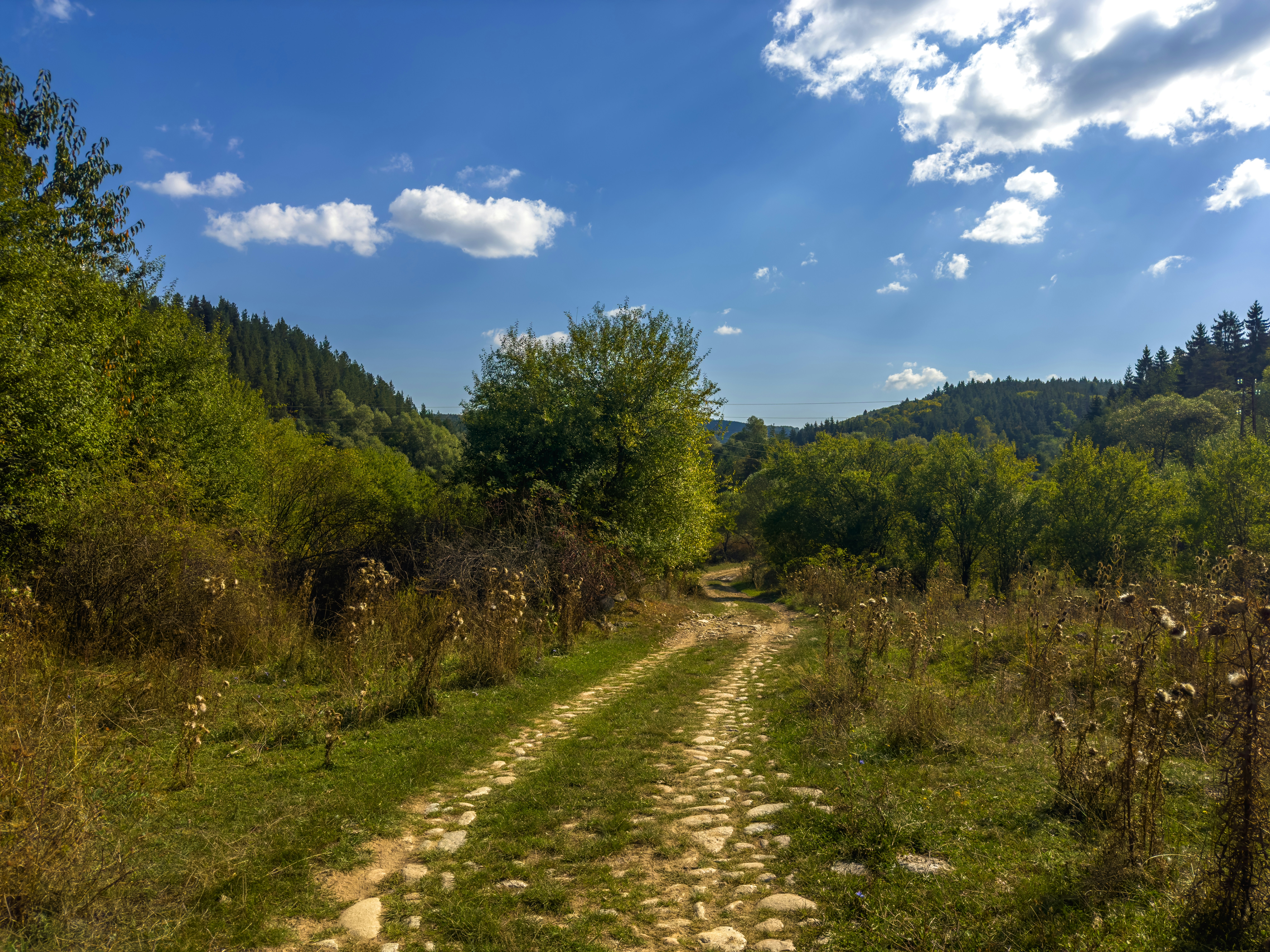 a dirt road in the middle of a forest