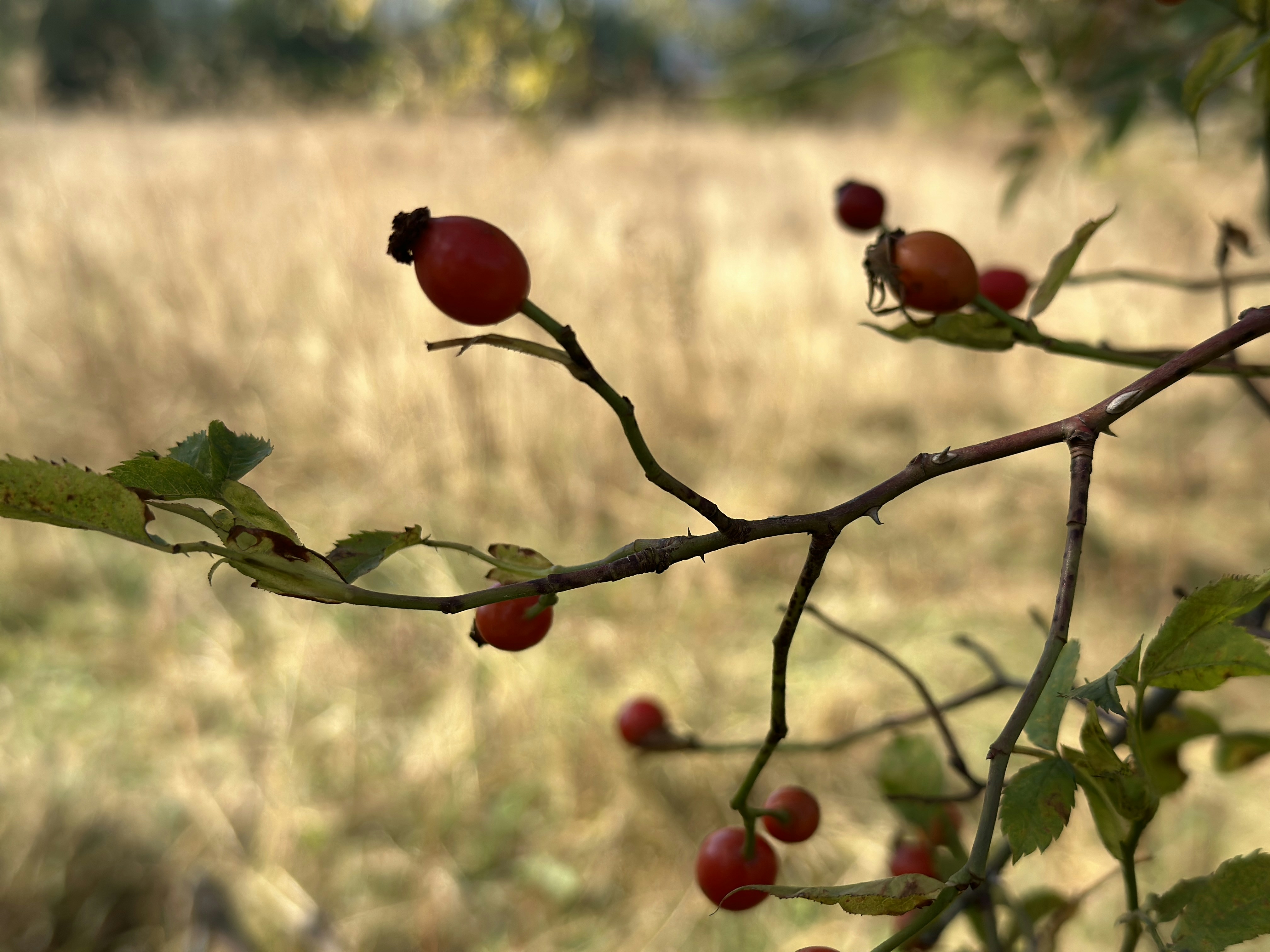 Photo by archange1michael