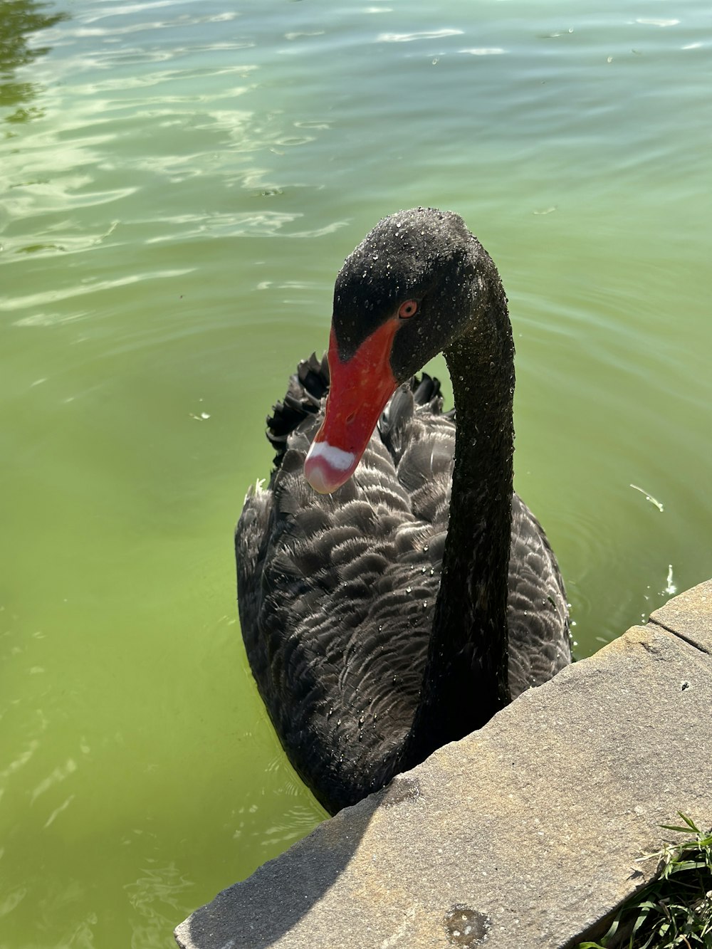 a black swan is swimming in the water