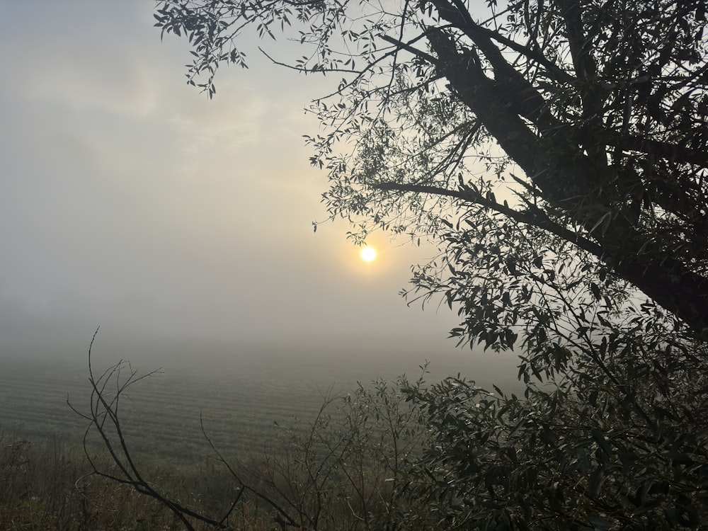 a foggy field with a tree and the sun in the distance