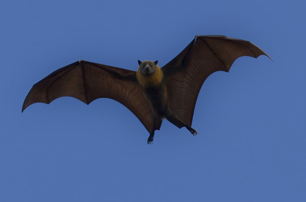 a bat flying through the air with its wings spread
