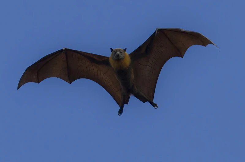 Breakthrough Discovery Reveals Unique Bat Antibody System That Defies Viral Infections