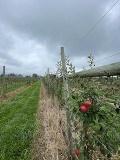 A row of apple trees stretches into the distance under a cloudy sky. The trees are supported by wooden posts and wires, and some red apples are visible among the green leaves. The ground is covered with a mix of green grass and dried grass, creating a natural pathway.