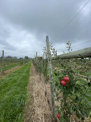 Rows of apple trees stretching into the distance with autumn colors.