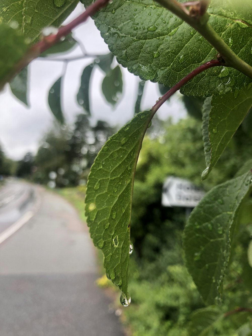 a close up of a leaf on a tree