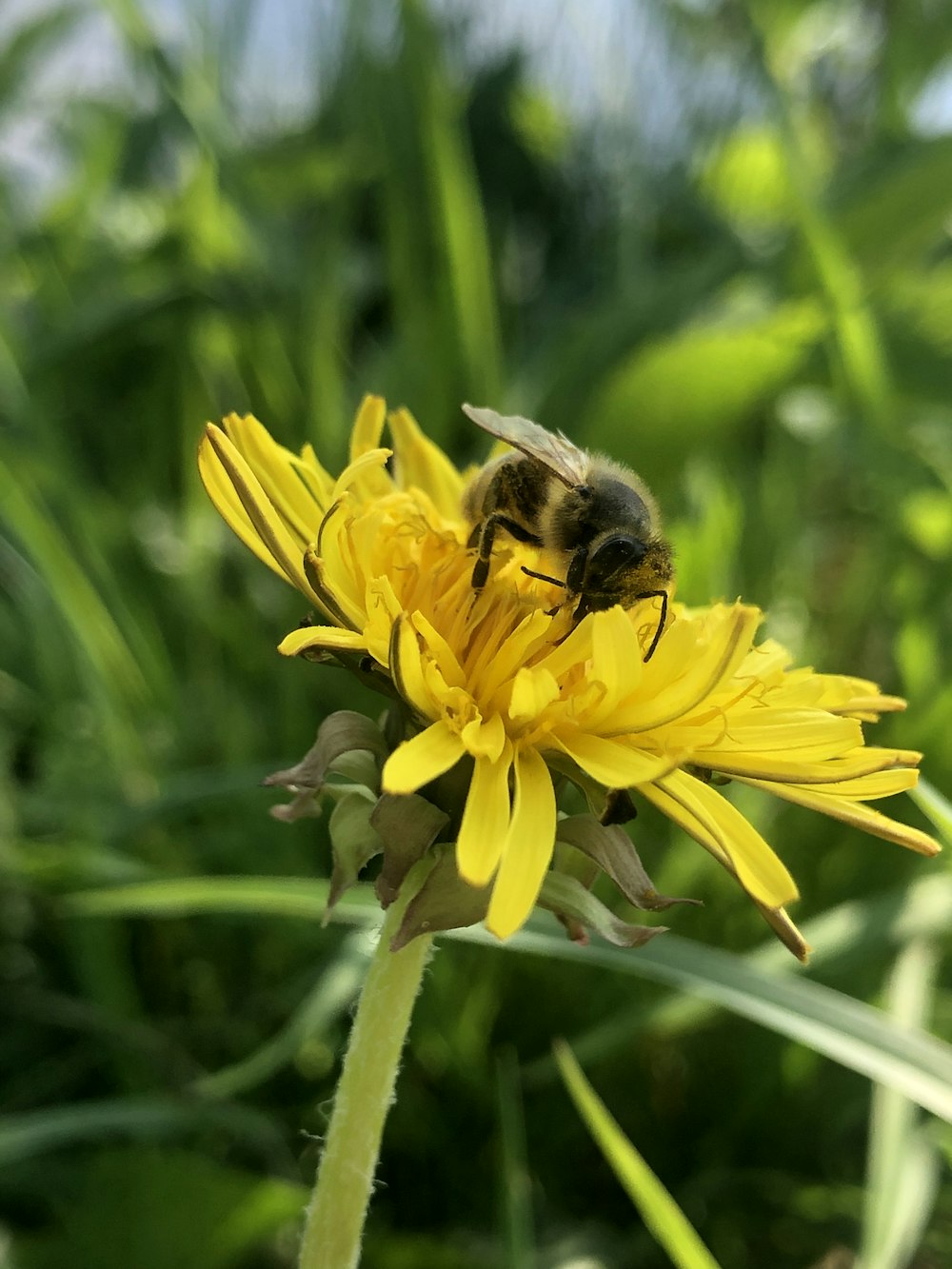 a bee is sitting on a yellow flower