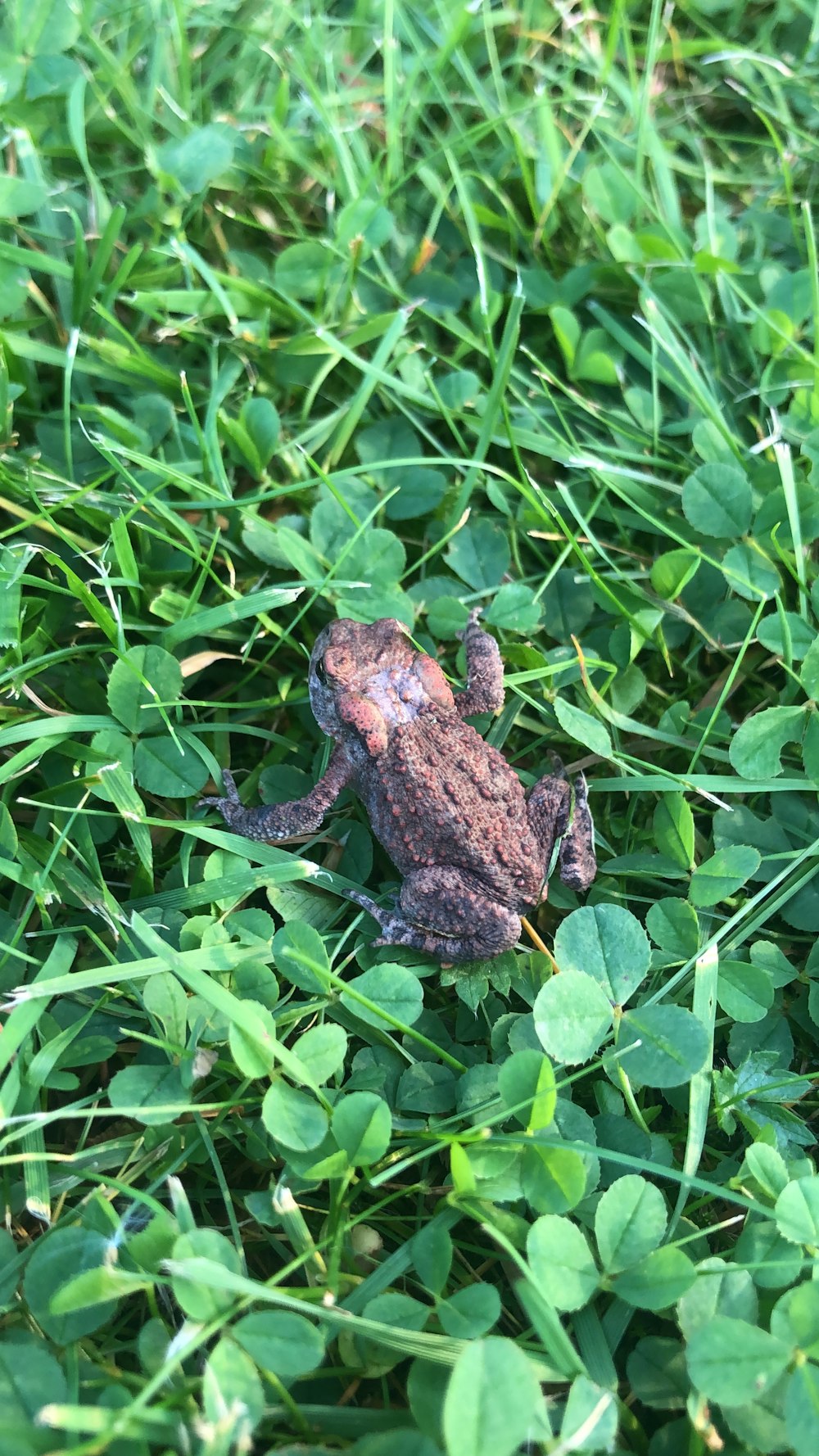 a frog sitting on top of a lush green field