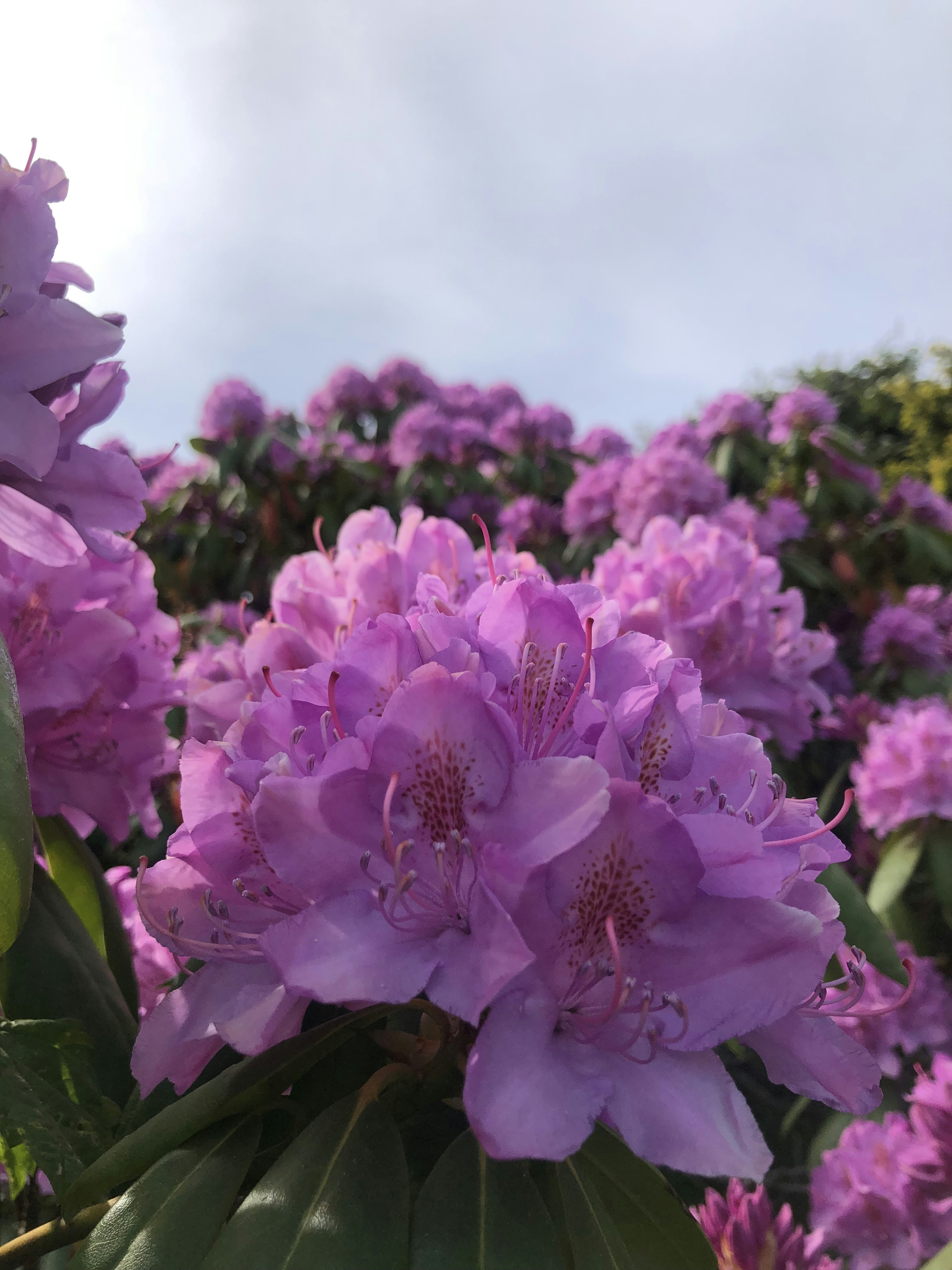 Photo by minajahan