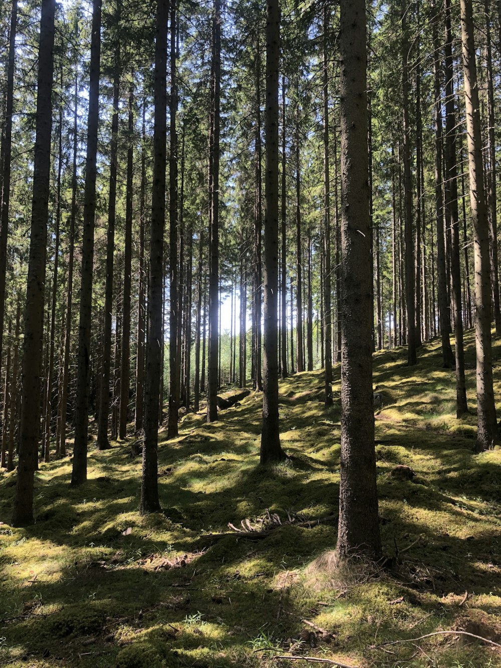 the sun shines through the trees in the forest