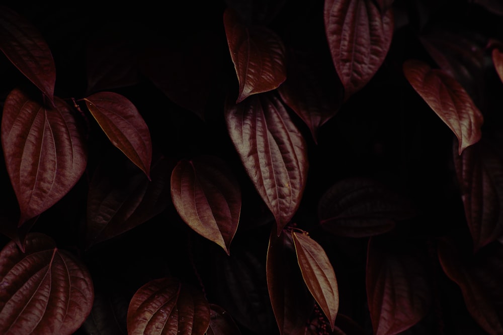 a close up of a bunch of purple leaves