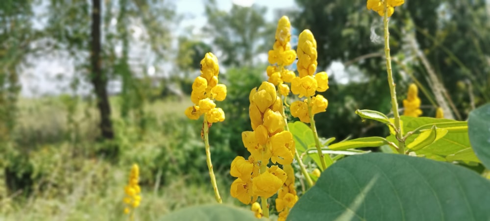 a bunch of yellow flowers in a field