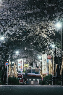A peaceful neighborhood street in Japan lined with cherry blossom trees in bloom.