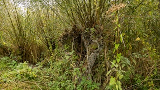 Dense greenery dominates the scene, featuring lush vegetation and intertwined branches. A variety of plants with verdant leaves cover the area, with some plants showcasing brown and dry elements. The setting gives the impression of a rich, thriving natural habitat.
