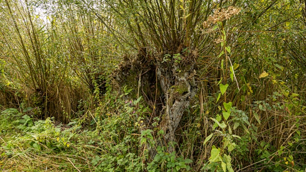 Dense greenery dominates the scene, featuring lush vegetation and intertwined branches. A variety of plants with verdant leaves cover the area, with some plants showcasing brown and dry elements. The setting gives the impression of a rich, thriving natural habitat.
