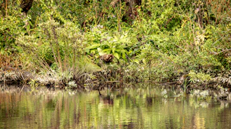 Lush riverside vegetation being restored to protect coastal biodiversity.