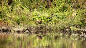 A scenic riverside digital land plot showing lush greenery and water reflections.