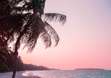 A serene beach scene at sunset, with a silhouette of palm trees gently swaying in the breeze. The sky is a gradient of pink and orange hues, reflecting on the tranquil ocean. The shoreline is bordered by soft sand and lush greenery.