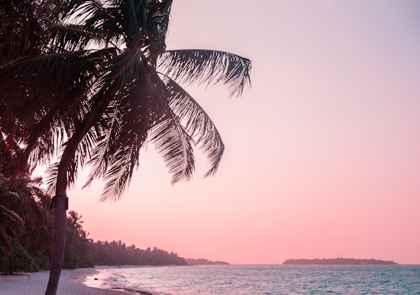 A serene beach scene at sunset, with a silhouette of palm trees gently swaying in the breeze. The sky is a gradient of pink and orange hues, reflecting on the tranquil ocean. The shoreline is bordered by soft sand and lush greenery.