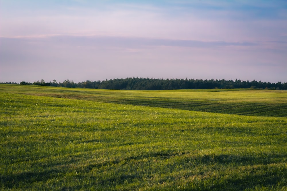 a green field with trees in the distance