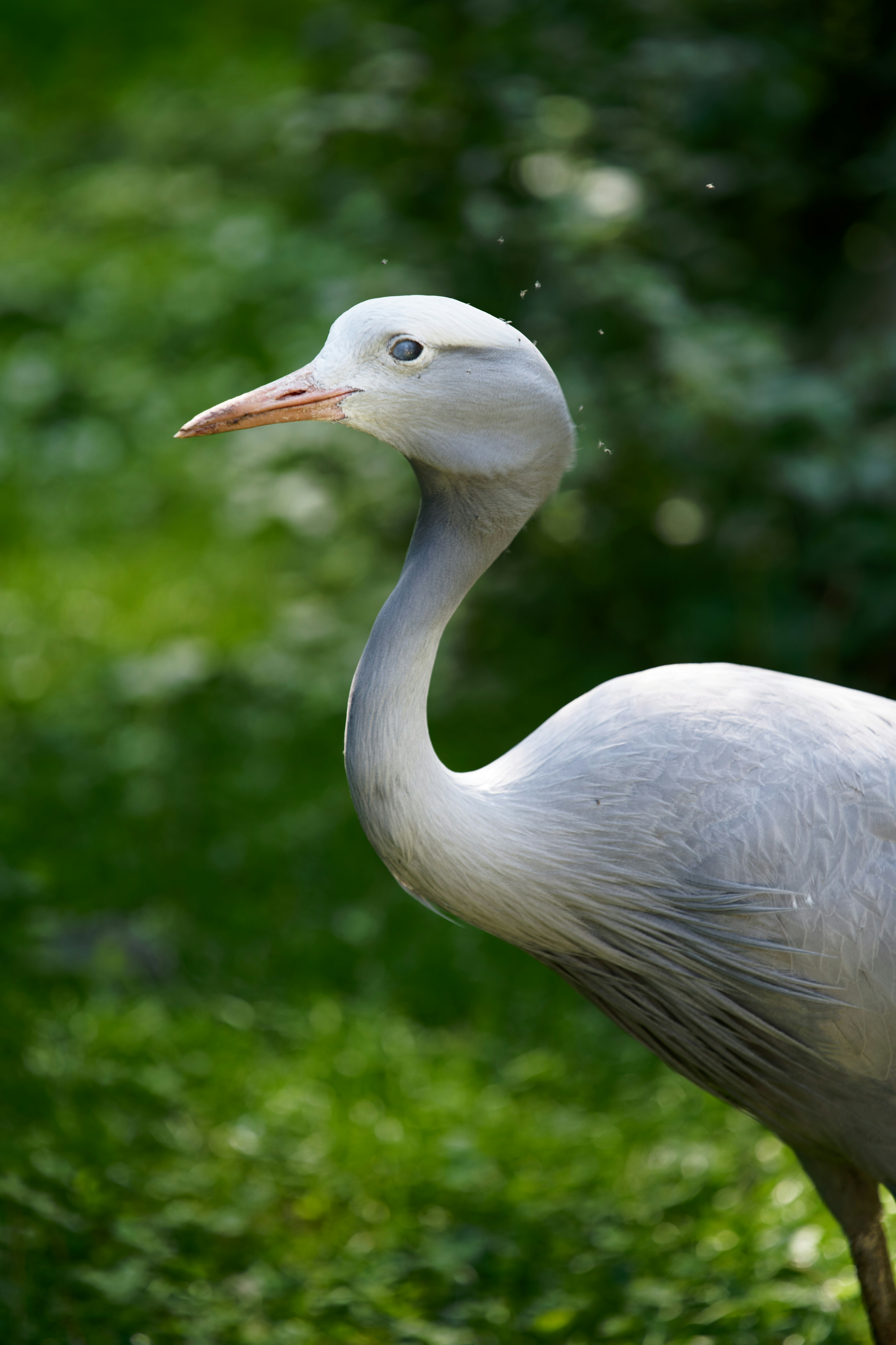 Photo by shyamalliam