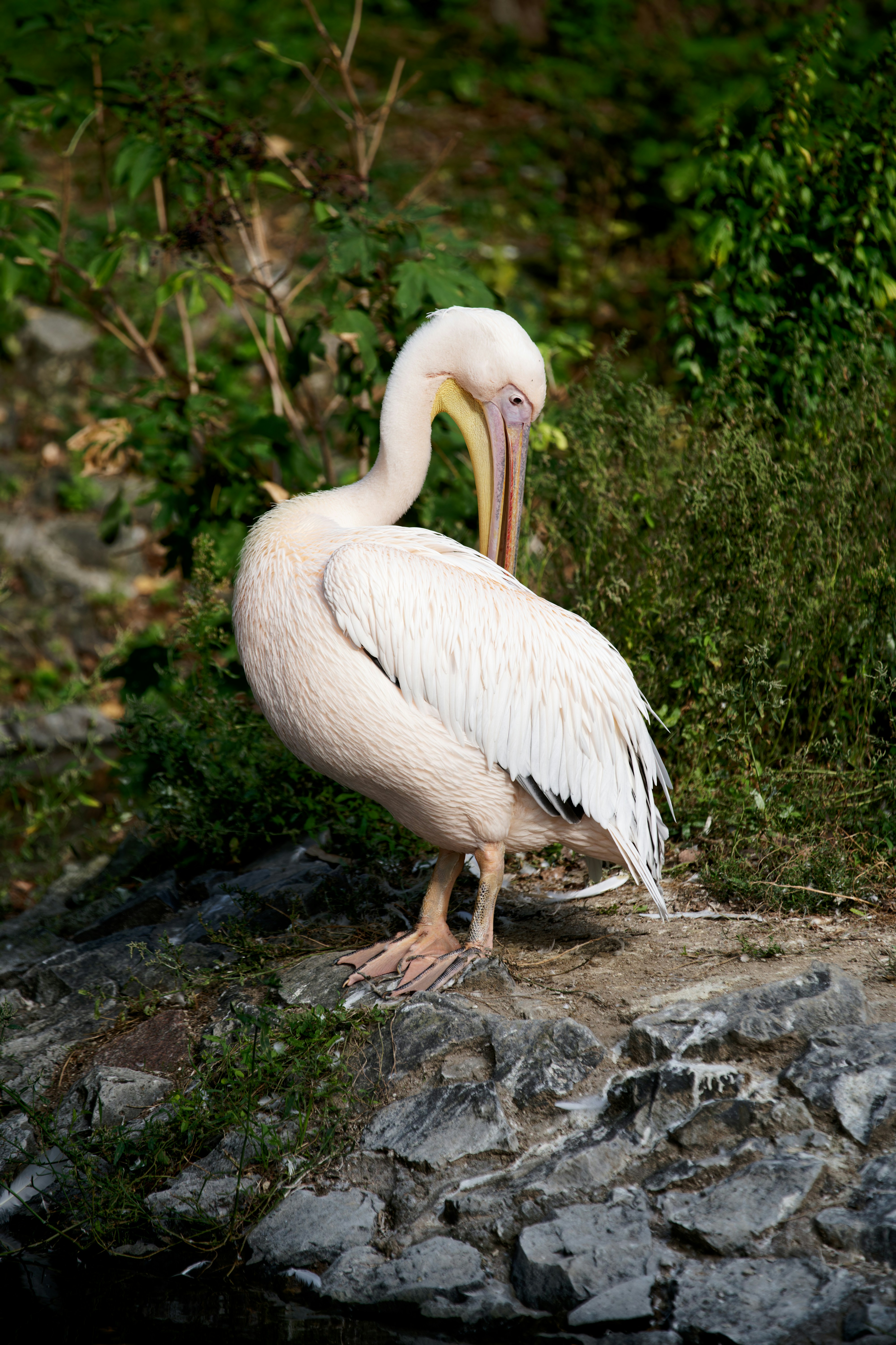 Photo by shyamalliam