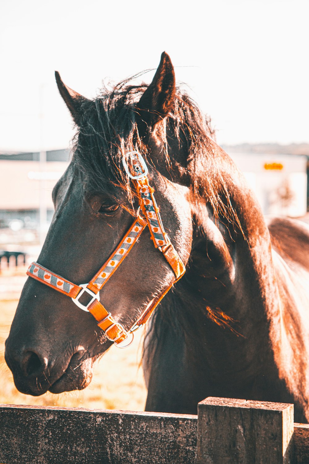 a close up of a horse near a fence