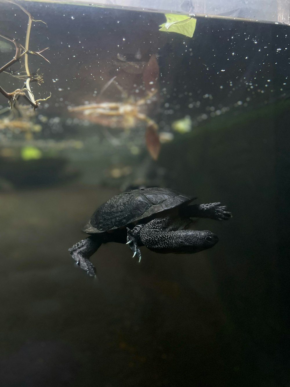 a turtle swimming in an aquarium next to a tree