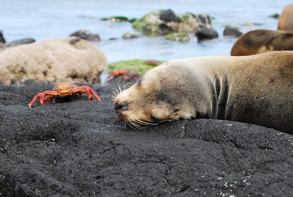 a sea lion laying on top of a rocky beach