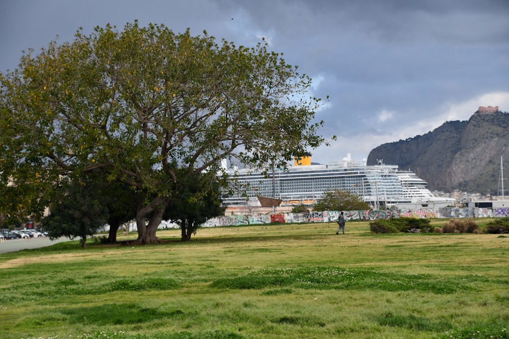 a large cruise ship is in the distance behind a tree